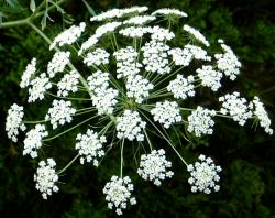 好きなお花は何ですか？
