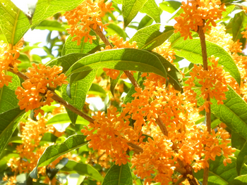 好きなお花は何ですか？