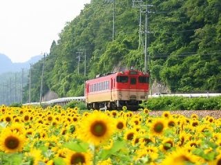 好きなお花は何ですか？