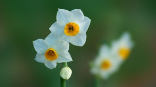 好きなお花は何ですか？