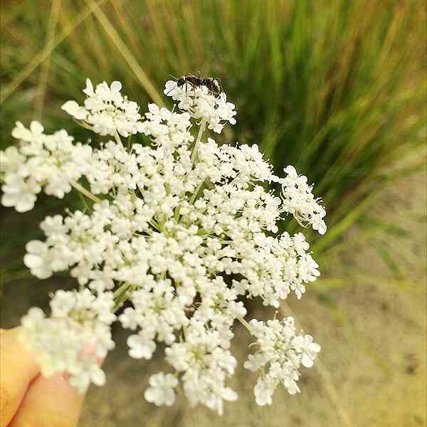 好きなお花は何ですか？