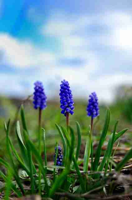 好きなお花は何ですか？