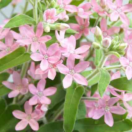 好きなお花は何ですか？