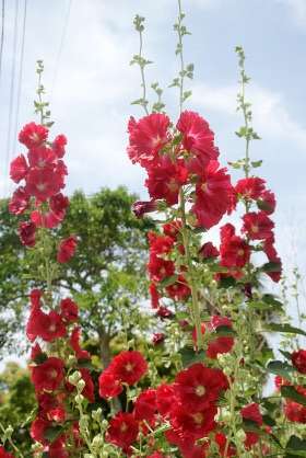 好きなお花は何ですか？