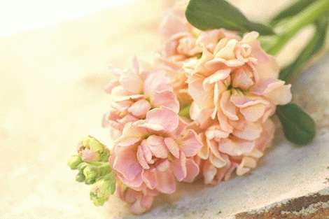好きなお花は何ですか？