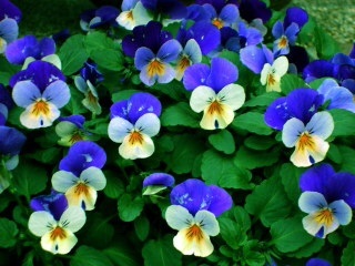 好きなお花は何ですか？