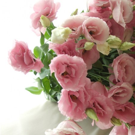 好きなお花は何ですか？