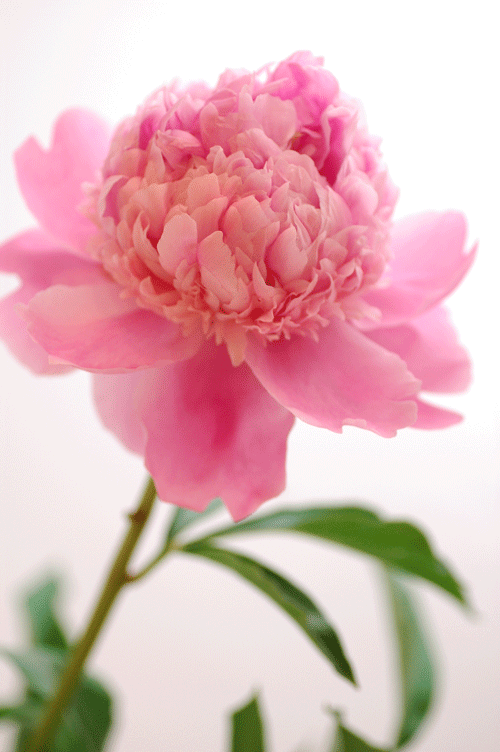 好きなお花は何ですか？