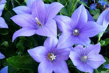 好きなお花は何ですか？