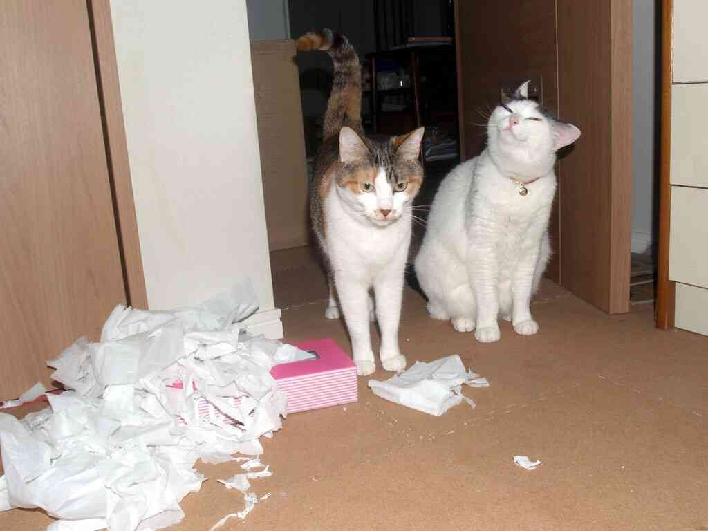 ハンモックがぶっ壊れても動じない猫の顔ｗｗ