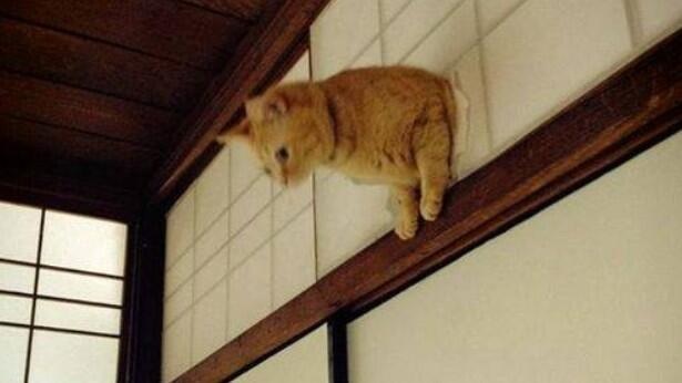 ハンモックがぶっ壊れても動じない猫の顔ｗｗ