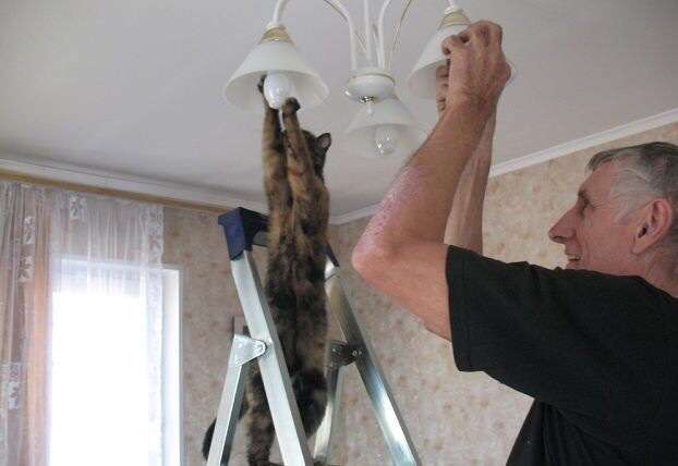 ハンモックがぶっ壊れても動じない猫の顔ｗｗ