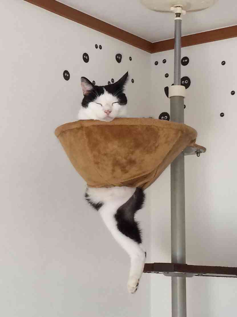 ハンモックがぶっ壊れても動じない猫の顔ｗｗ