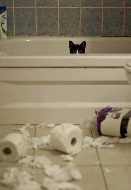 ハンモックがぶっ壊れても動じない猫の顔ｗｗ