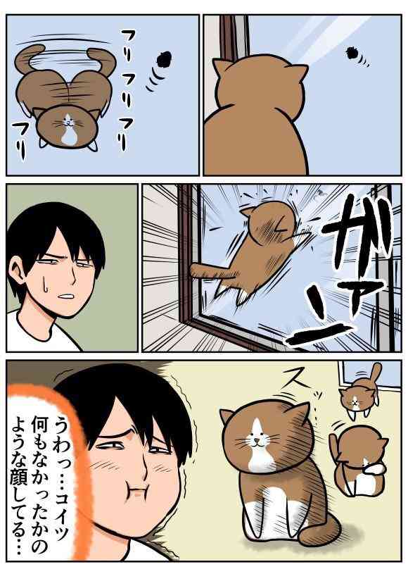 ハンモックがぶっ壊れても動じない猫の顔ｗｗ
