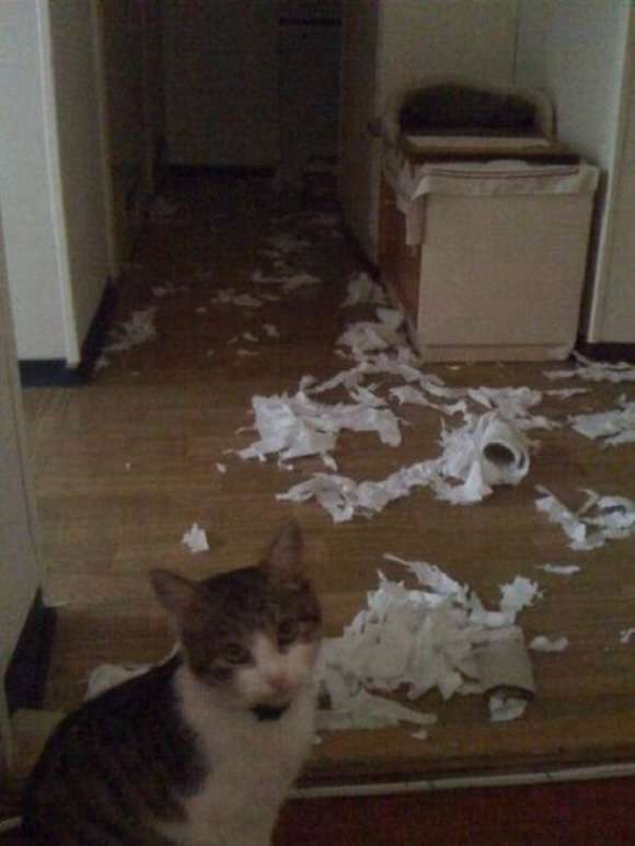 ハンモックがぶっ壊れても動じない猫の顔ｗｗ
