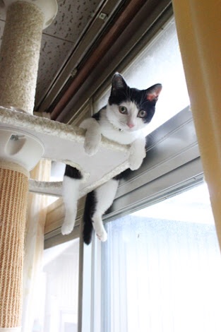 ハンモックがぶっ壊れても動じない猫の顔ｗｗ