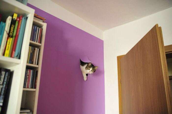 ハンモックがぶっ壊れても動じない猫の顔ｗｗ
