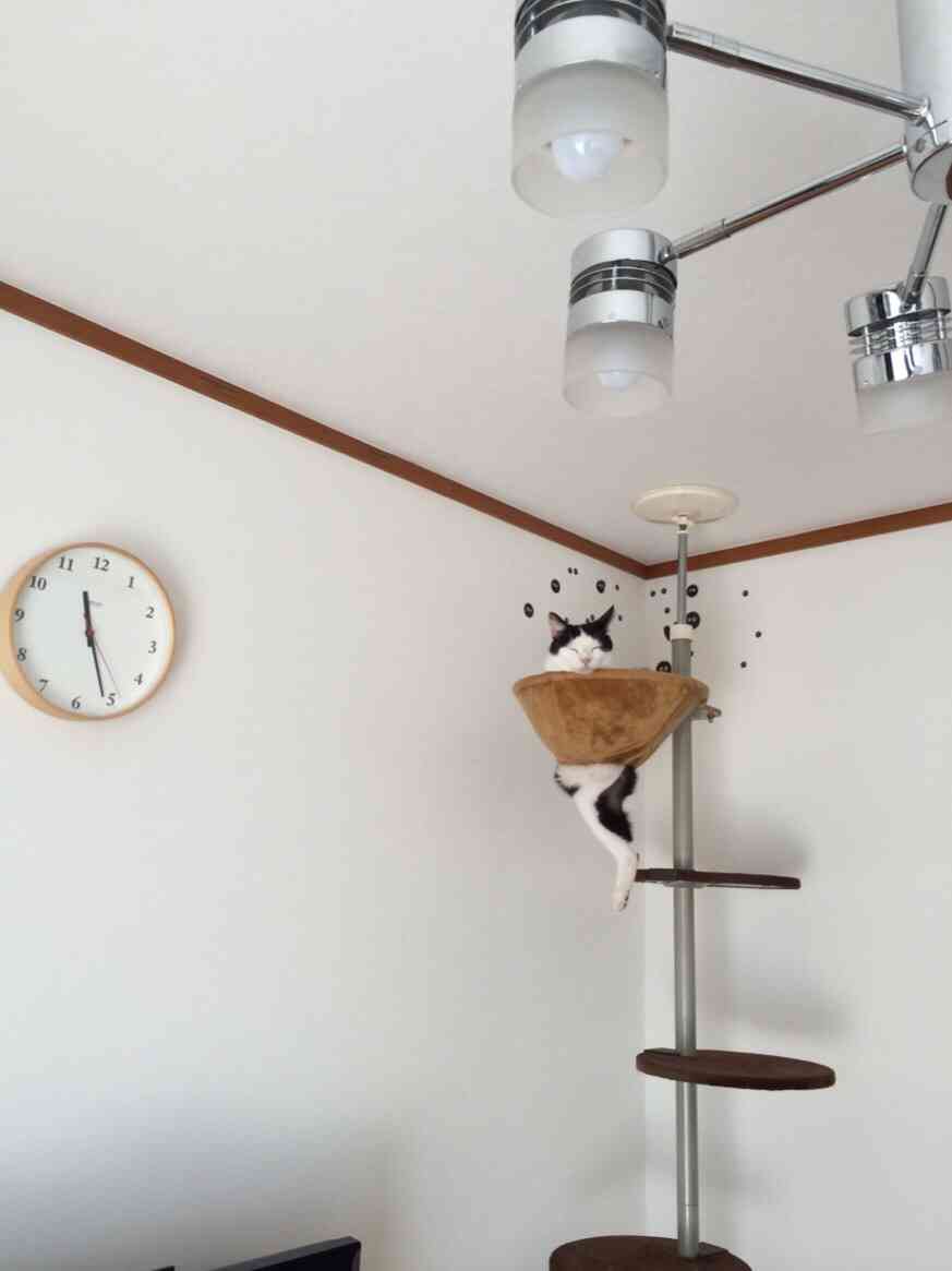 ハンモックがぶっ壊れても動じない猫の顔ｗｗ