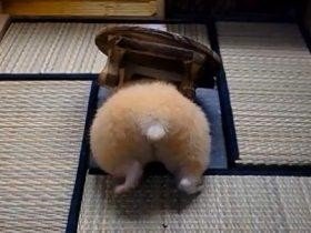 新年あけましてめでたすぎるハムケツ