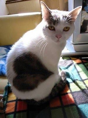 見てるだけでご利益がありそうな縁起のいい寝顔をしたニャンコ