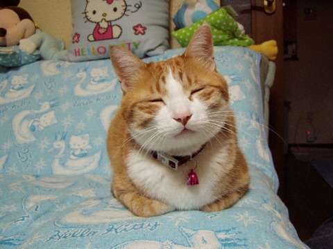 見てるだけでご利益がありそうな縁起のいい寝顔をしたニャンコ