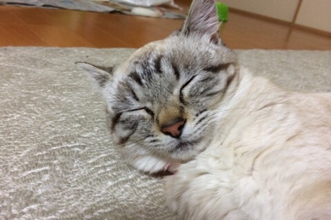 見てるだけでご利益がありそうな縁起のいい寝顔をしたニャンコ