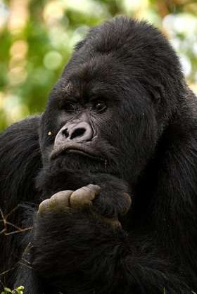 まるでグラビアのようなイケメン過ぎるゴリラ画像をご覧ください