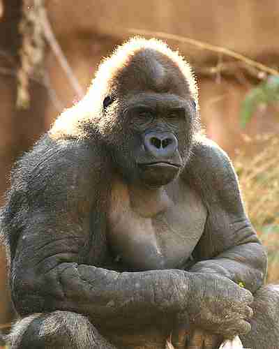 まるでグラビアのようなイケメン過ぎるゴリラ画像をご覧ください