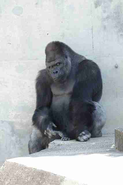 まるでグラビアのようなイケメン過ぎるゴリラ画像をご覧ください