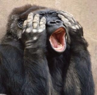 まるでグラビアのようなイケメン過ぎるゴリラ画像をご覧ください