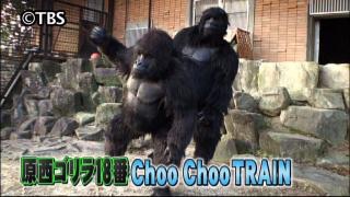 まるでグラビアのようなイケメン過ぎるゴリラ画像をご覧ください