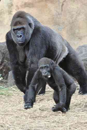 まるでグラビアのようなイケメン過ぎるゴリラ画像をご覧ください