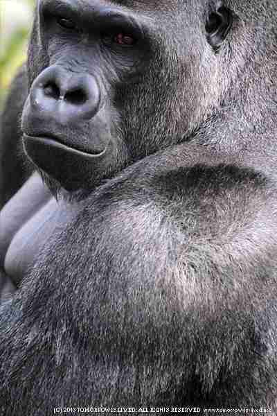 まるでグラビアのようなイケメン過ぎるゴリラ画像をご覧ください