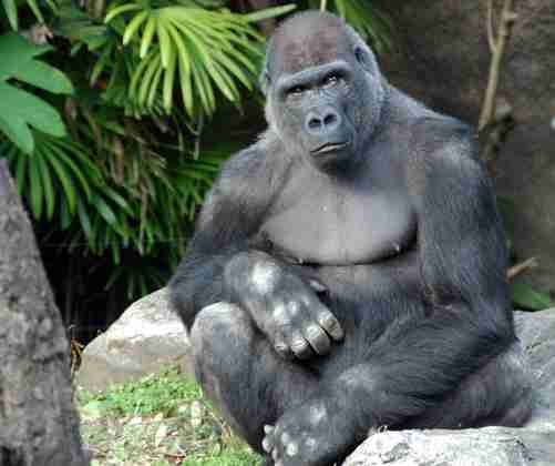 まるでグラビアのようなイケメン過ぎるゴリラ画像をご覧ください