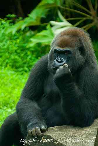 まるでグラビアのようなイケメン過ぎるゴリラ画像をご覧ください