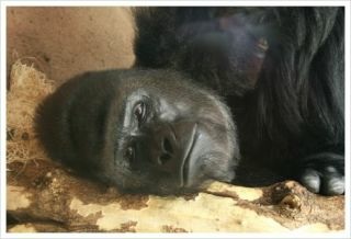 まるでグラビアのようなイケメン過ぎるゴリラ画像をご覧ください