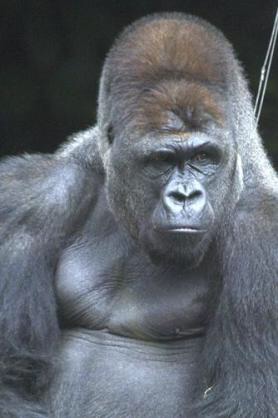 まるでグラビアのようなイケメン過ぎるゴリラ画像をご覧ください