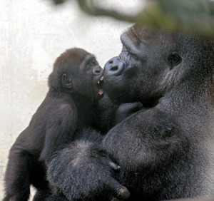 まるでグラビアのようなイケメン過ぎるゴリラ画像をご覧ください