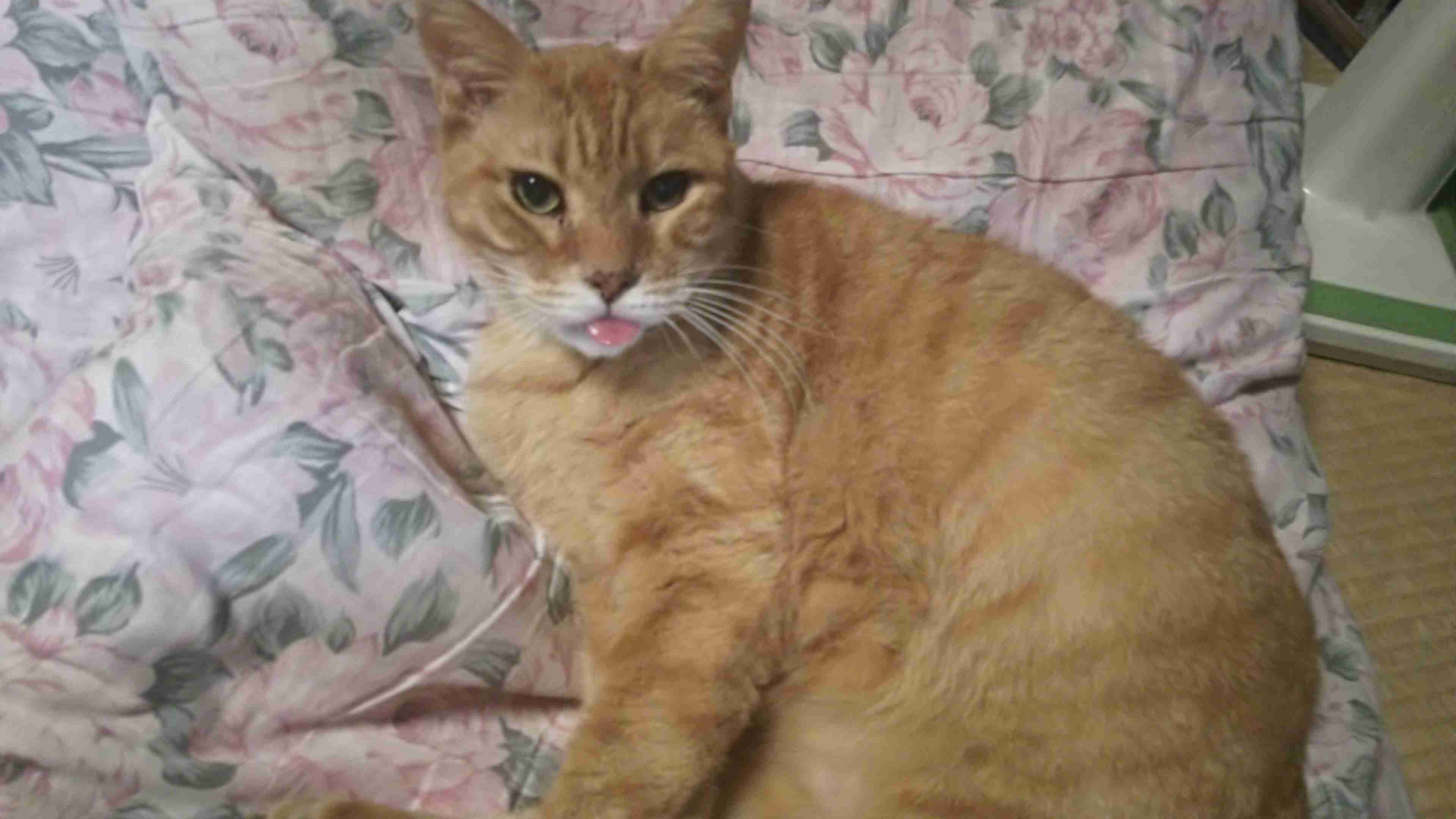猫飼ってる（飼ってた）人あつまれにゃ～