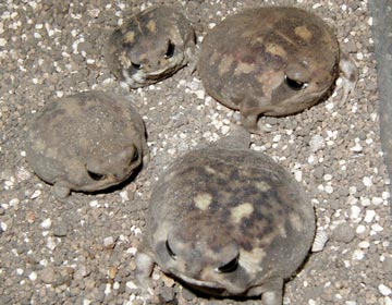 【苦手な人は閲覧注意】愛嬌あふれる爬虫類たち29選【カラフル】