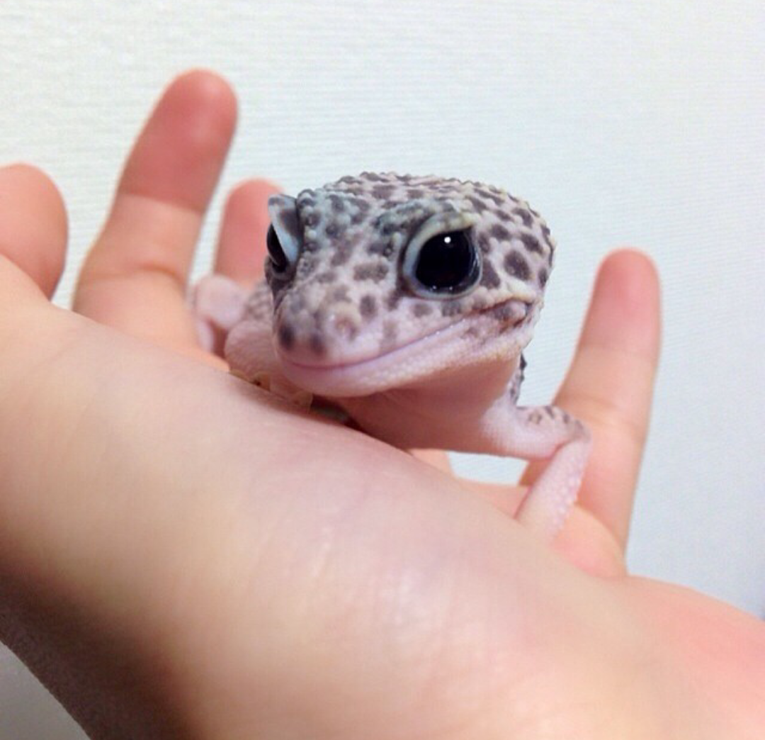 【苦手な人は閲覧注意】愛嬌あふれる爬虫類たち29選【カラフル】