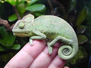 【苦手な人は閲覧注意】愛嬌あふれる爬虫類たち29選【カラフル】