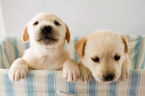 犬を家族に迎える前に、教えてもらえませんか?