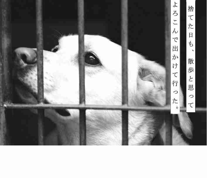 犬を家族に迎える前に、教えてもらえませんか?