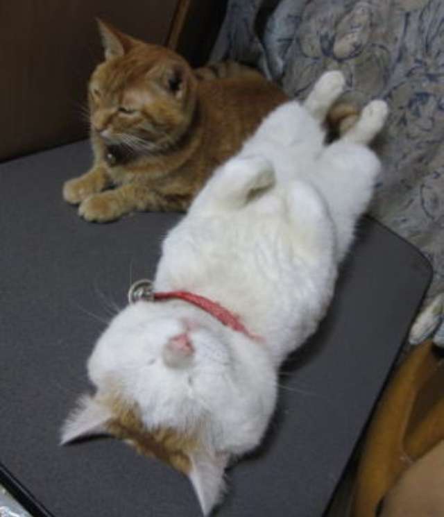 最近癒された画像を貼るトピ