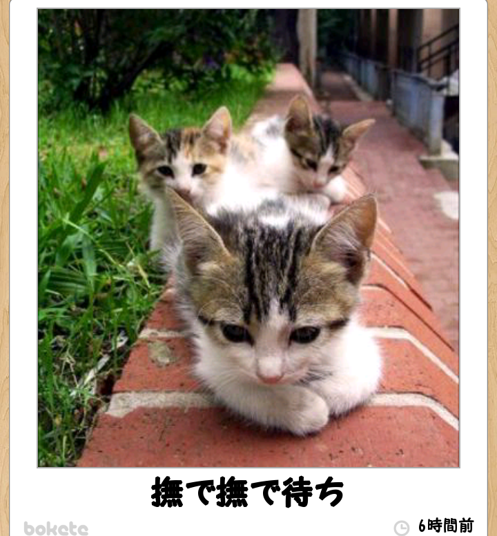 最近癒された画像を貼るトピ