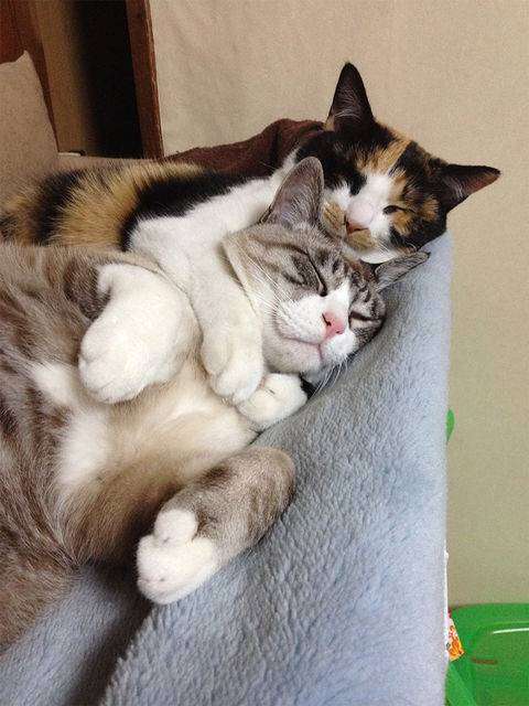 最近癒された画像を貼るトピ