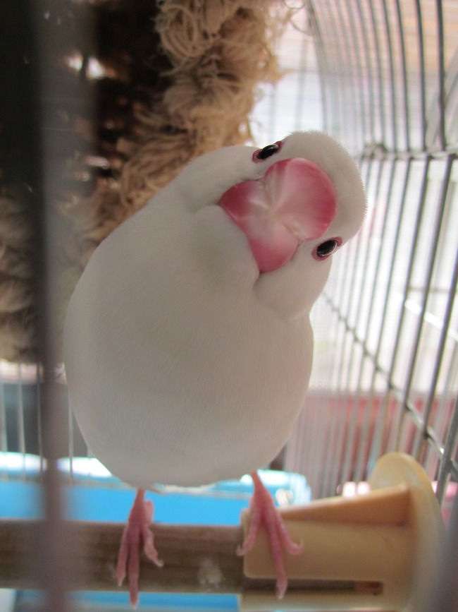 最近癒された画像を貼るトピ