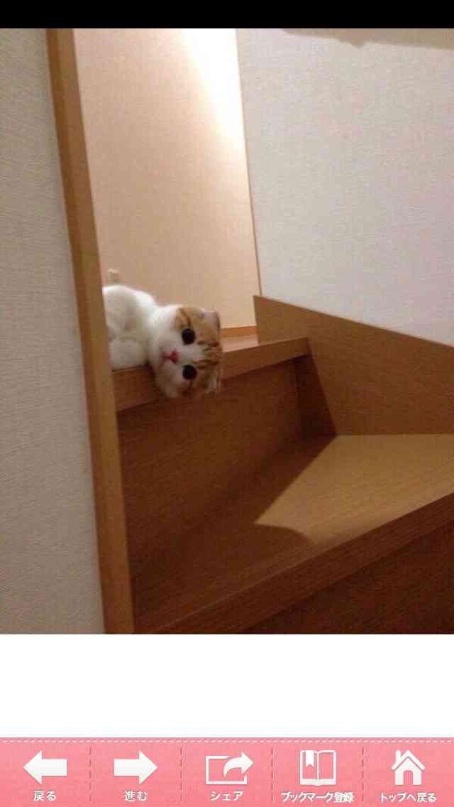 最近癒された画像を貼るトピ